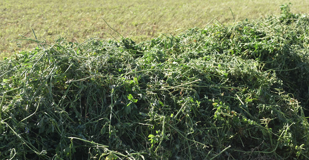 ¿Puede la fertilización con N mejorar el nivel de proteína bruta de la alfalfa para henificación?