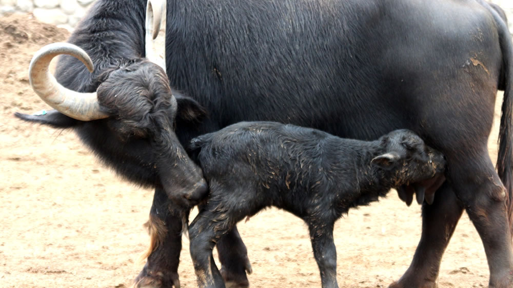 Búfalos: Proyectan nacimiento de 50.000 crías finalizado el año
