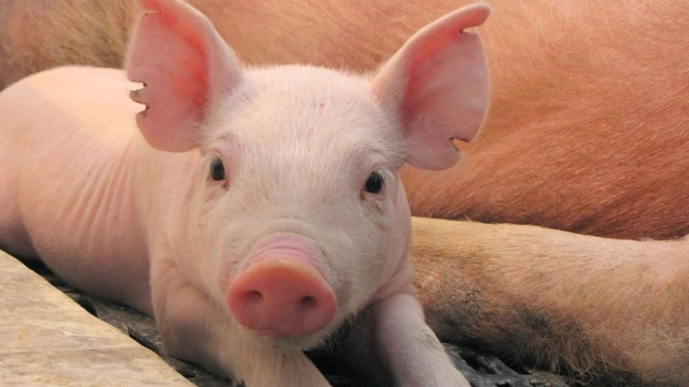 Según el USDA, la peste porcina incrementará las exportaciones de todas las carnes