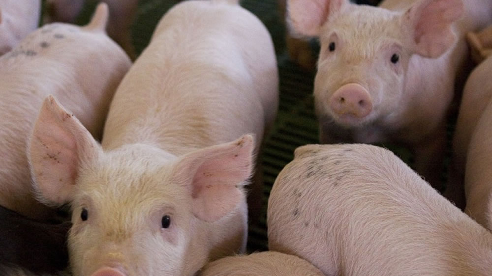 Maizar celebra la apertura del mercado chino para la carne porcina