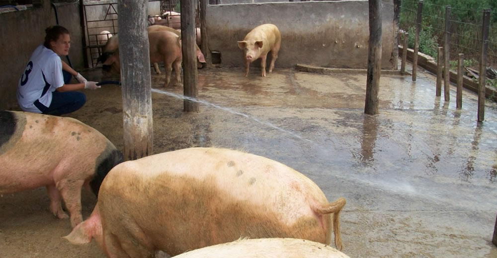 Los efluentes porcinos pueden nutrir el suelo
