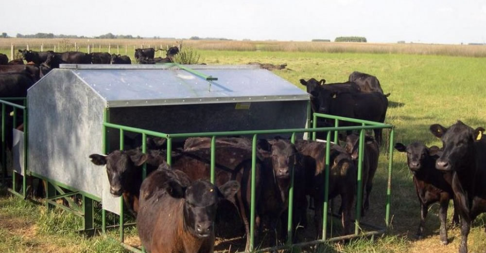 Creep feeding: la técnica que permite aumentar la producción de carne por hectárea