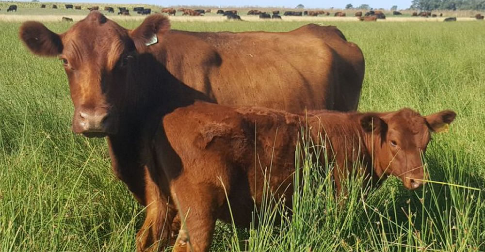 El manejo para criar terneras sanas, un eje clave para la alta producción