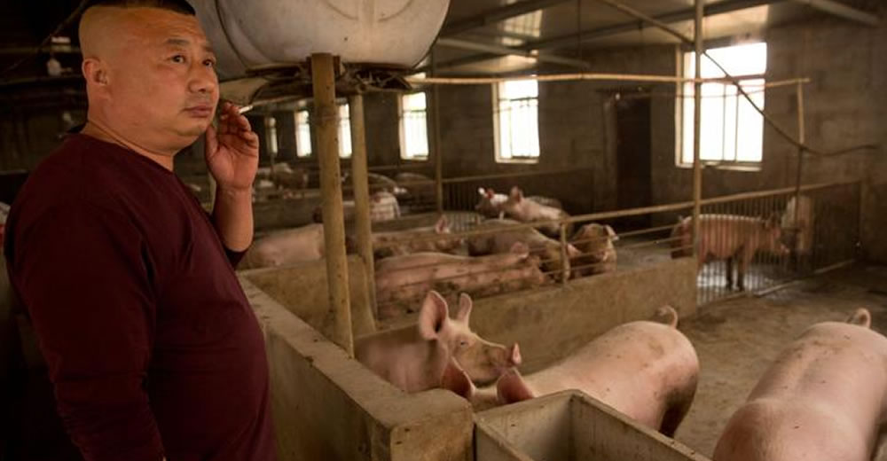 Peste porcina en China: la Argentina podría exportar más carne bovina y de cerdo pero menos soja