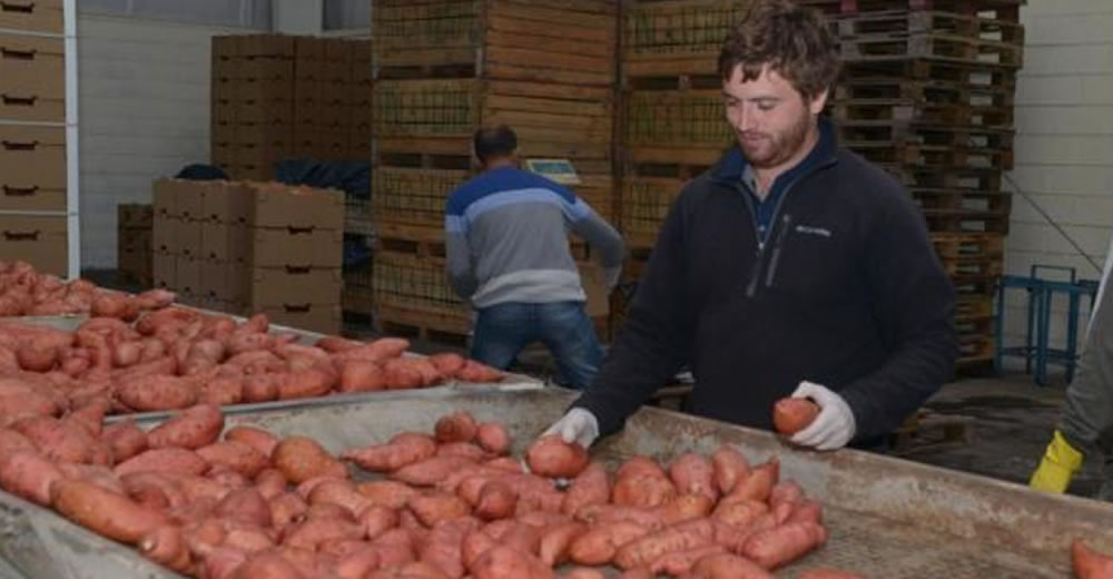 Argentina exportó por primera vez batatas a Inglaterra