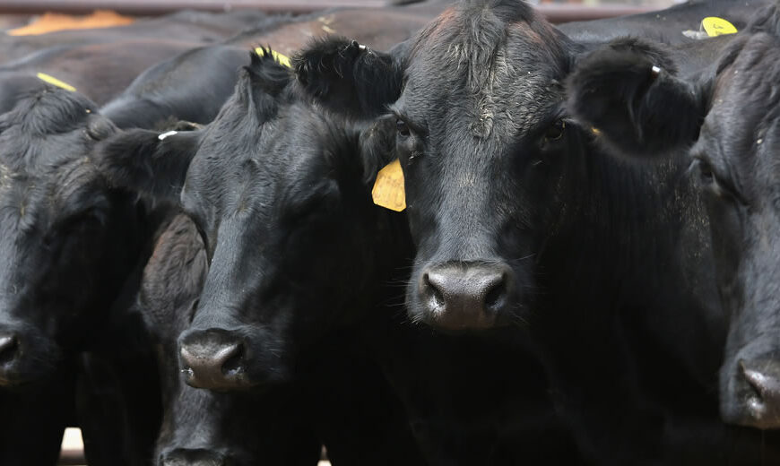 Los cupos de vaca conserva, sin impacto en el mercado