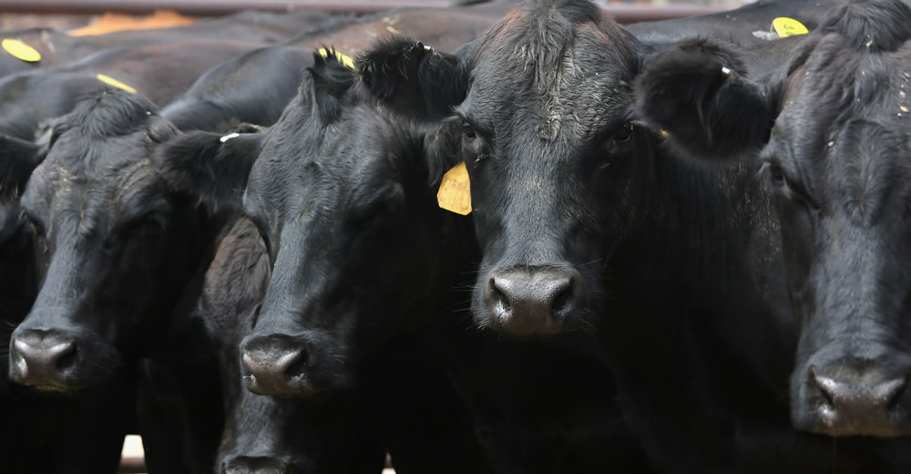 El Gobierno busca que La Pampa sea libre de brucelosis bovina e invertirá 20 millones de pesos