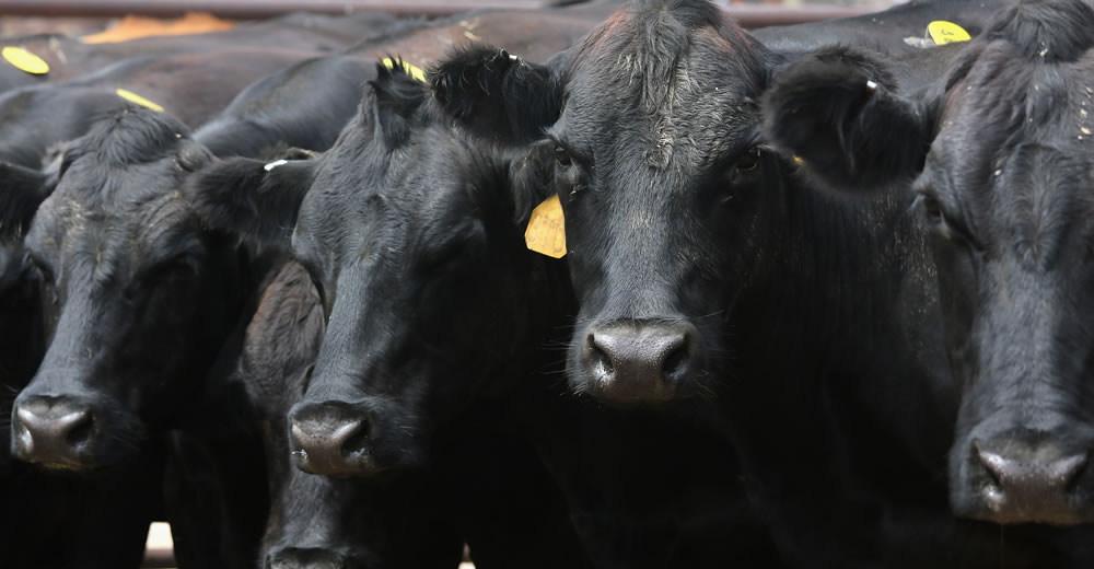 Los cupos de vaca conserva, sin impacto en el mercado