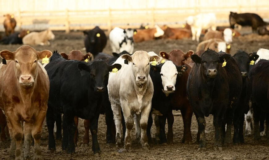 Rabobank analiza las estrategias para producir carne de vacuno de forma sostenible