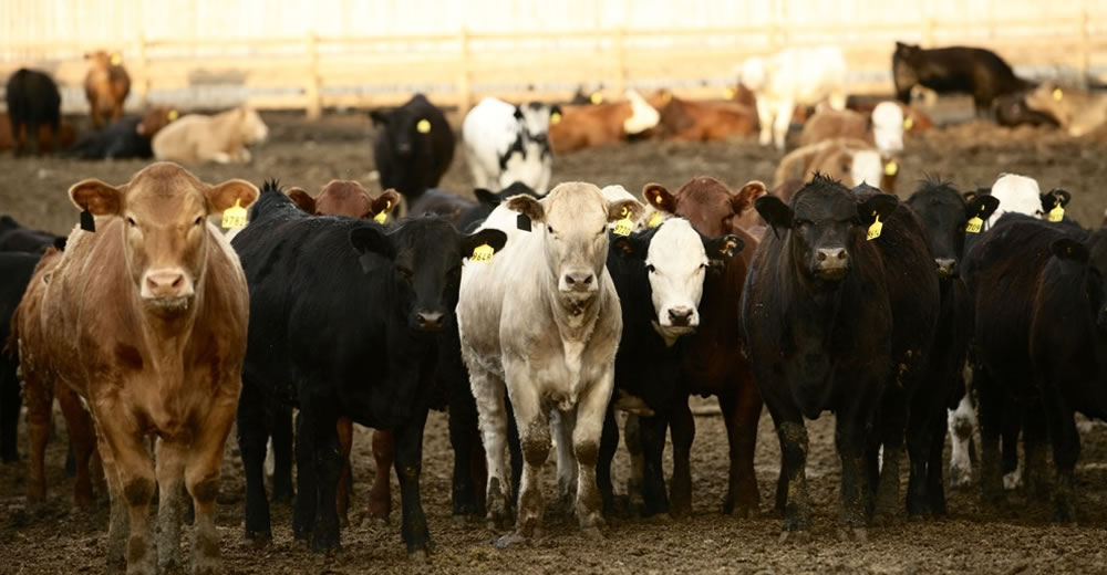 Los ganaderos uruguayos aprovechan la salida de Nueva Zelanda para exportar más ganado en pie a China