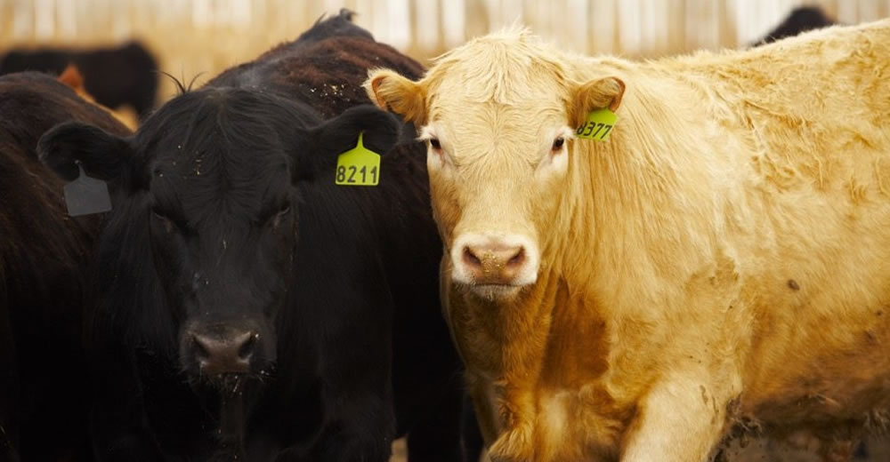 Según el Senasa, el caso de “vaca loca” en Brasil es atípico y no debería impactar en el país