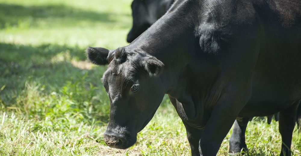 El negocio ganadero se hace a pasto