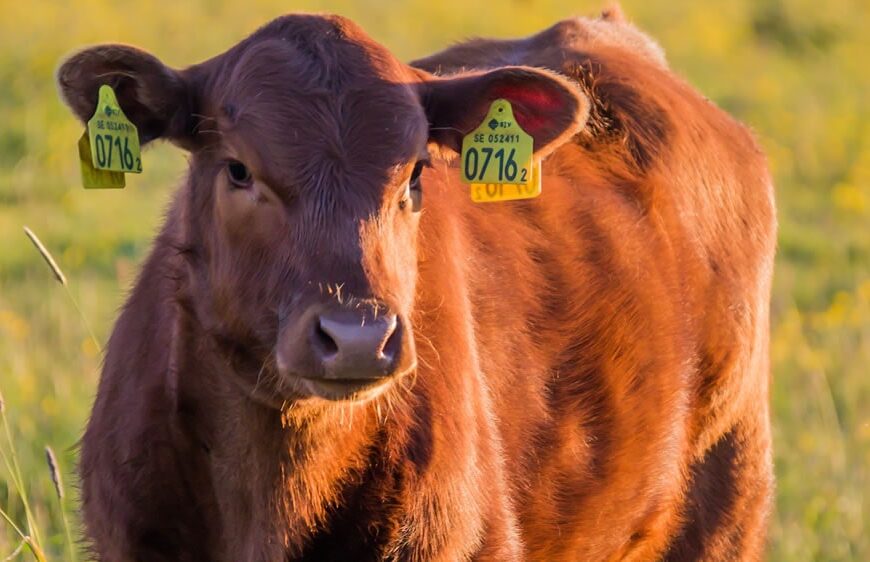 Avances en la cría de precisión para bovinos de carne