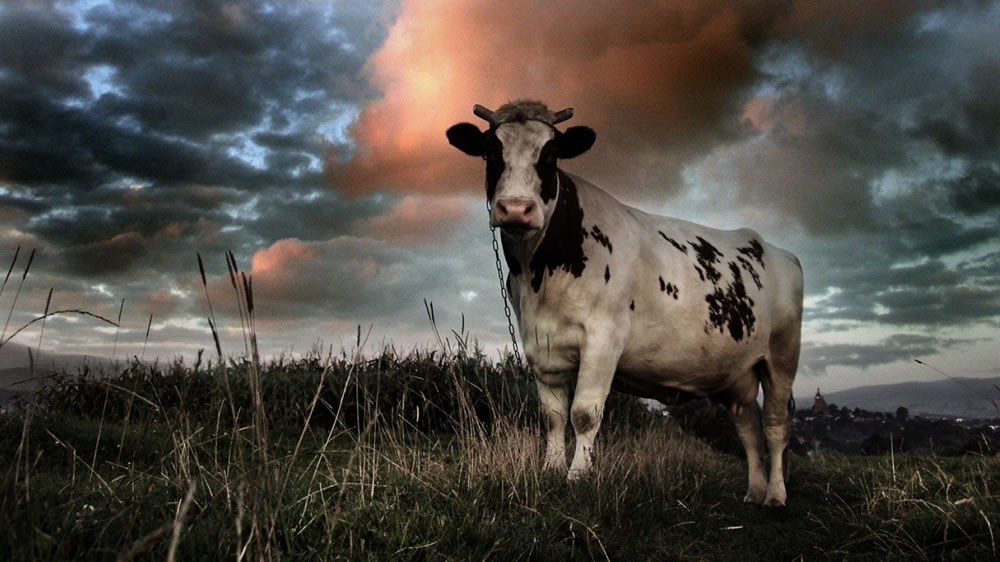 Cómo influye la crianza en la producción de leche