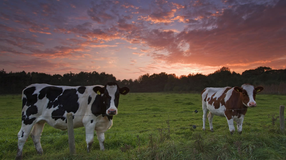 En Suiza buscan reducir el tamaño de las vacas porque están muy grandes