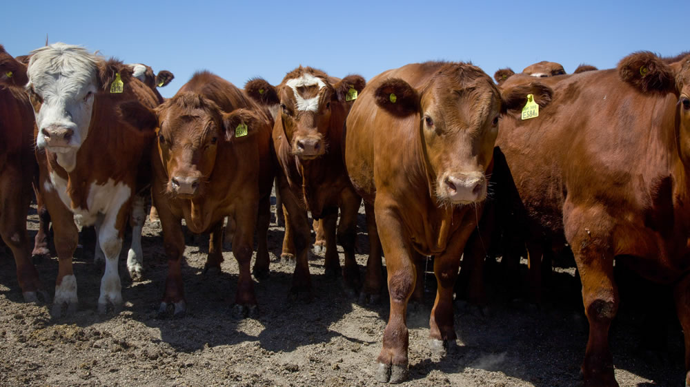 Agroindustria difundió el informe sobre stock bovino