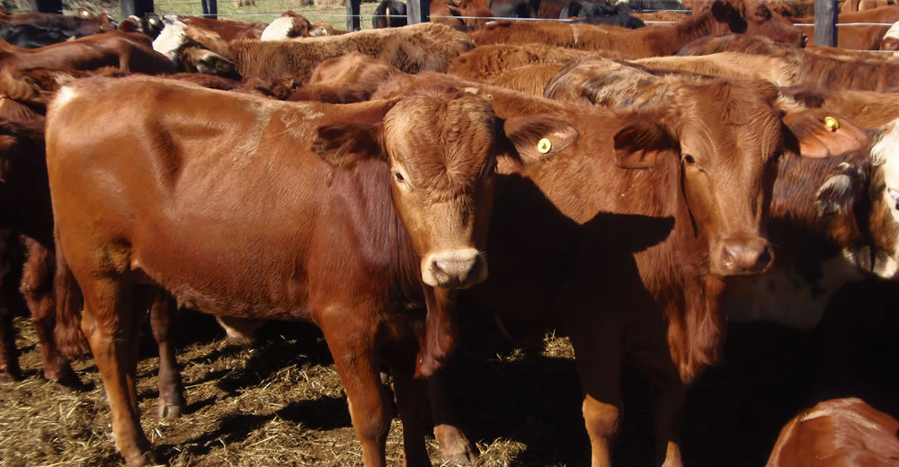 Productores de carne de Paraguay piden vender a China lo no enviado a Rusia