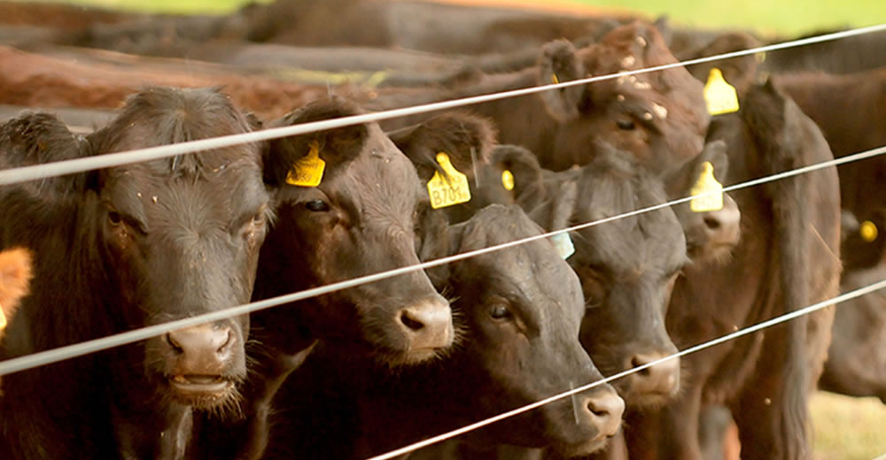 El Bienestar animal y las buenas prácticas en el Congreso Ganadero 2019