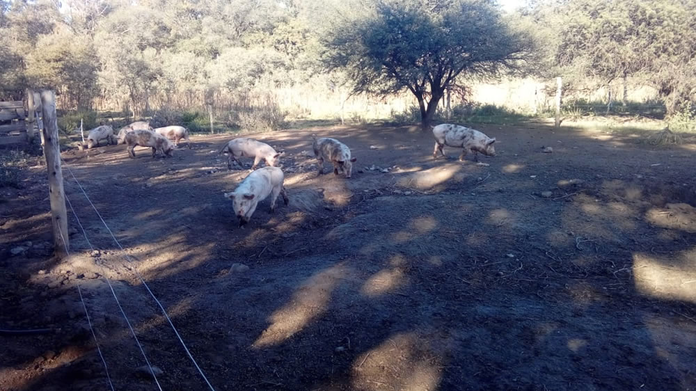 Avanza la producción del GAL de Uriburu