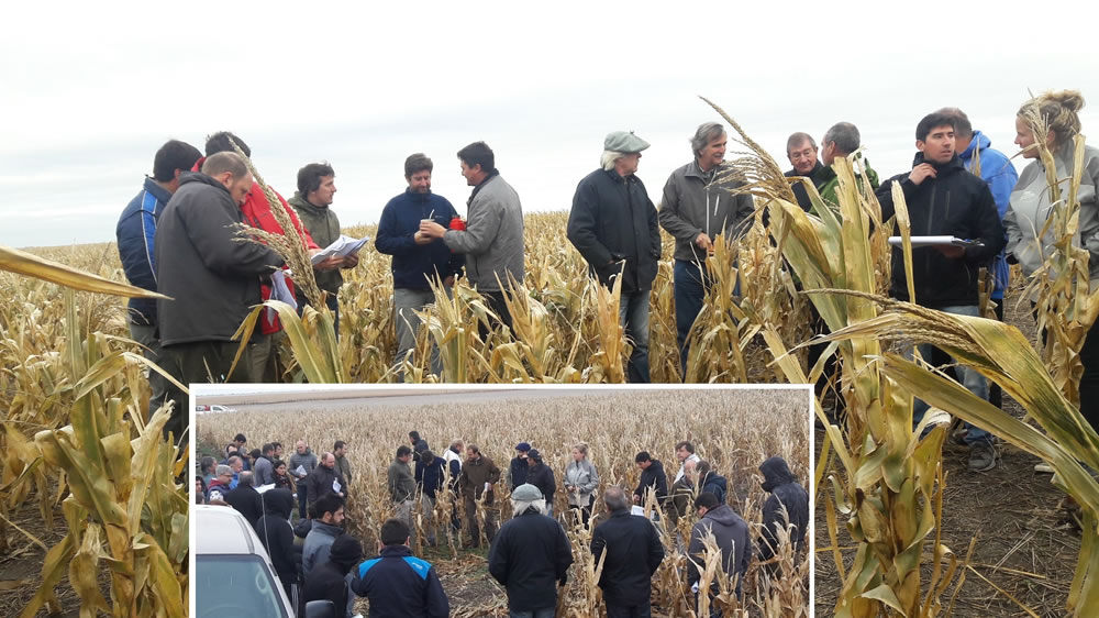 Avance del cultivo de maíz en zonas marginales