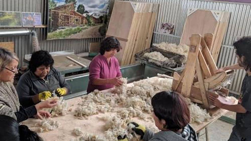Producción de Lana Merino superfino en Uruguay, resultados positivos y medibles durante las últimas dos décadas