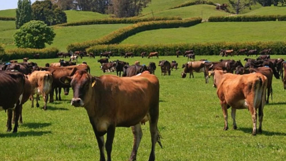 Nueva Zelandia: “ley de carbono cero preocupa a los ganaderos”