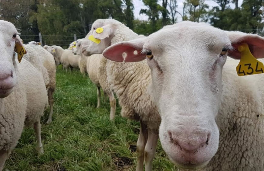 “Corderazo” en Buenos Aires: ofrecerán carne ovina a precios bajos para visibilizar la problemática del sector
