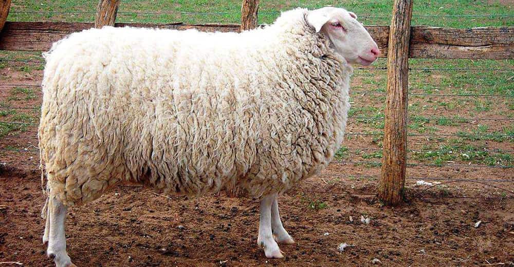 Publican destacado trabajo de investigación sobre la producción de ovinos