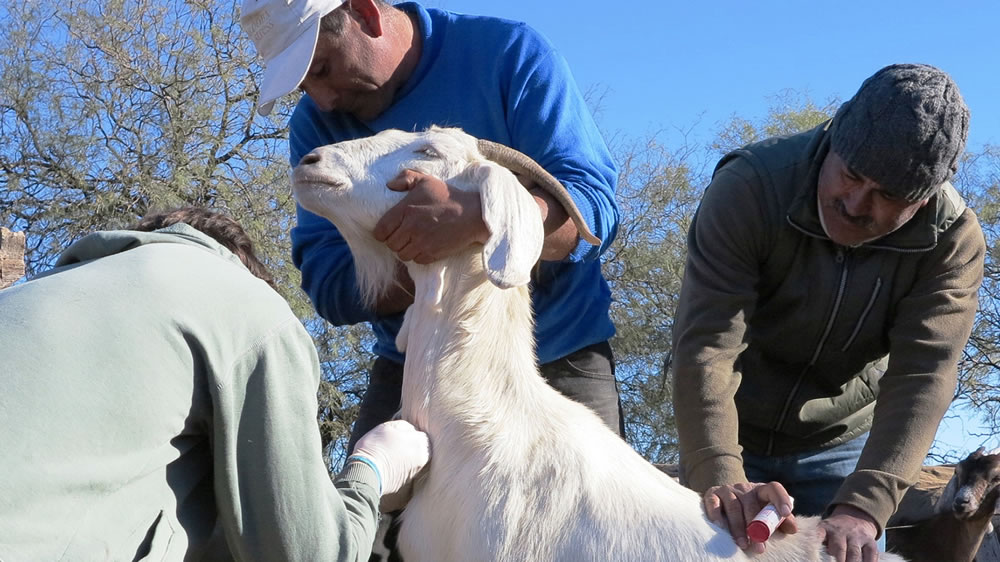 En San Luis, descubren una maleza tóxica que afecta al ganado caprino