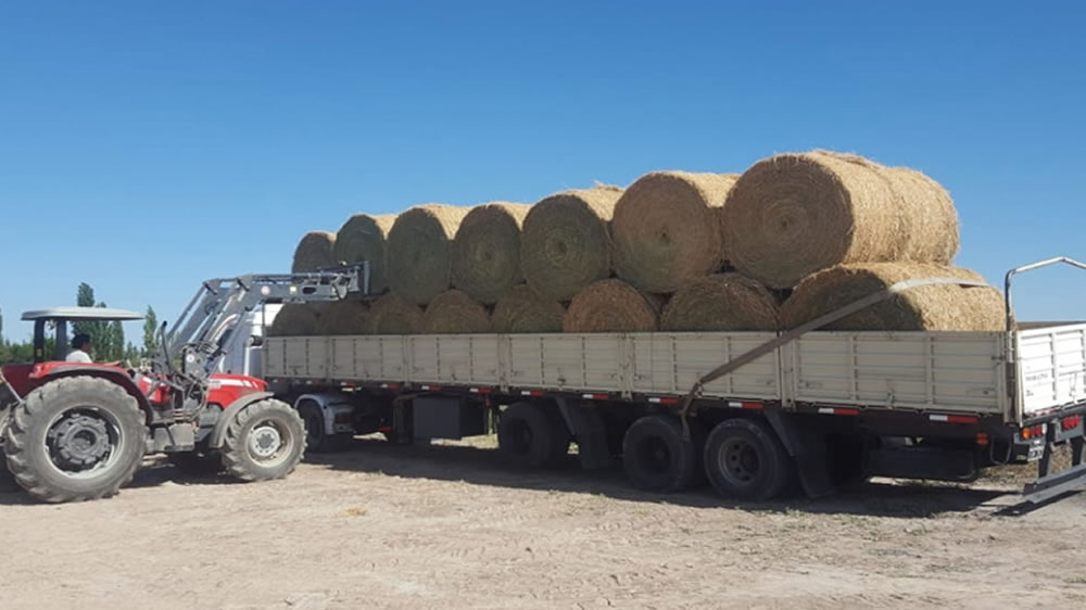 Por la ganadería, la alfalfa pasa de ‘cenicienta’ a un negocio floreciente