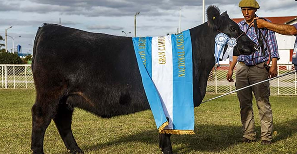 La Nacional Angus de otoño tiene tricampeóna