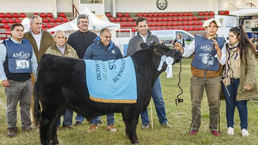 Angus consagró a los mejores de su Exposición Nacional del Ternero