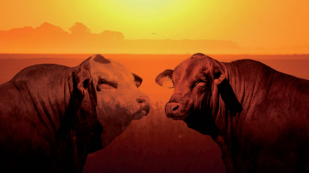 Logran editar genéticamente al toro “Fuego” para mejorar la producción de carne