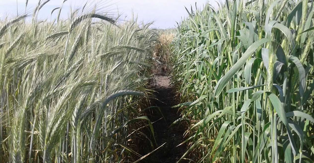 Presentan tres nuevas variedades del triticale forrajero