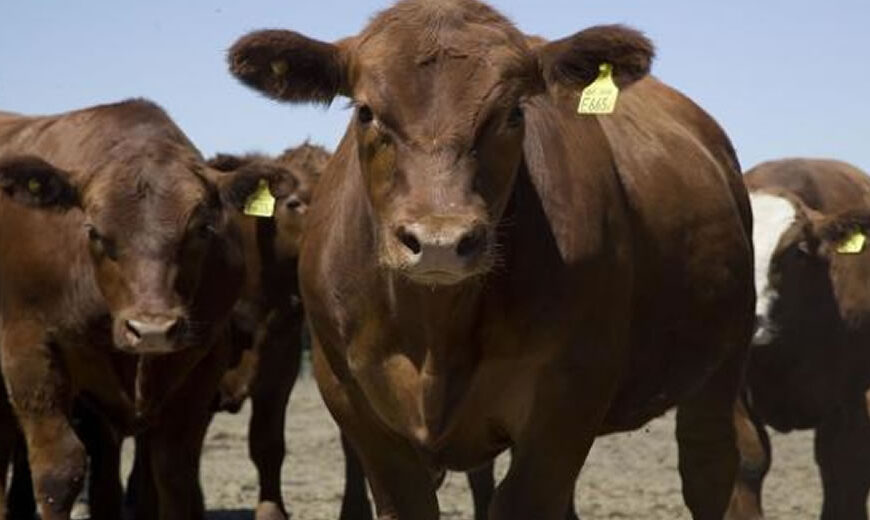 Bienestar animal mejora sabor y textura de la carne