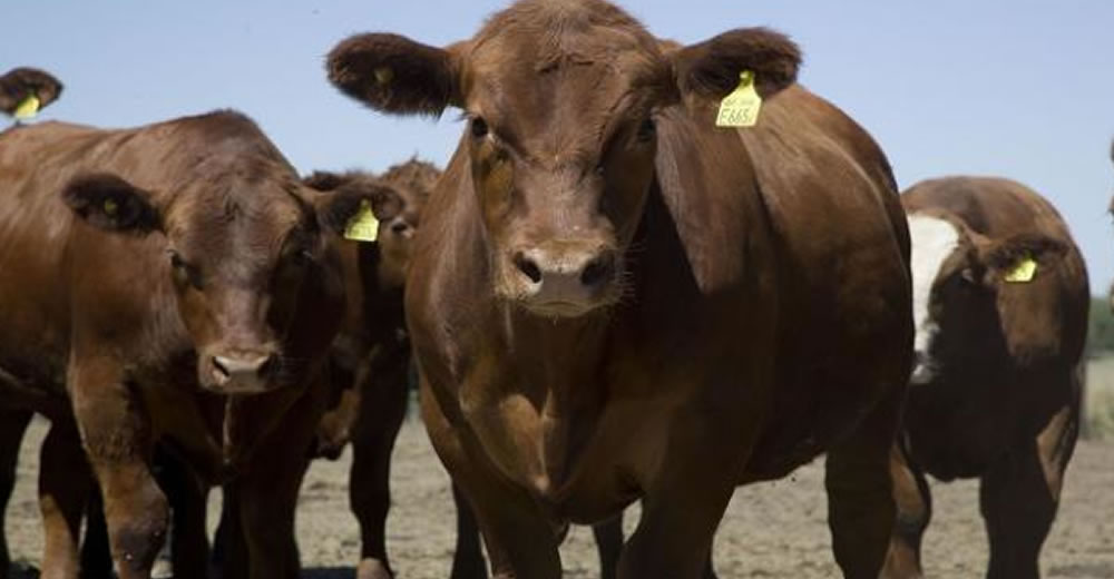 Coronavirus en Argentina: los remates ganaderos televisados ganan protagonismo