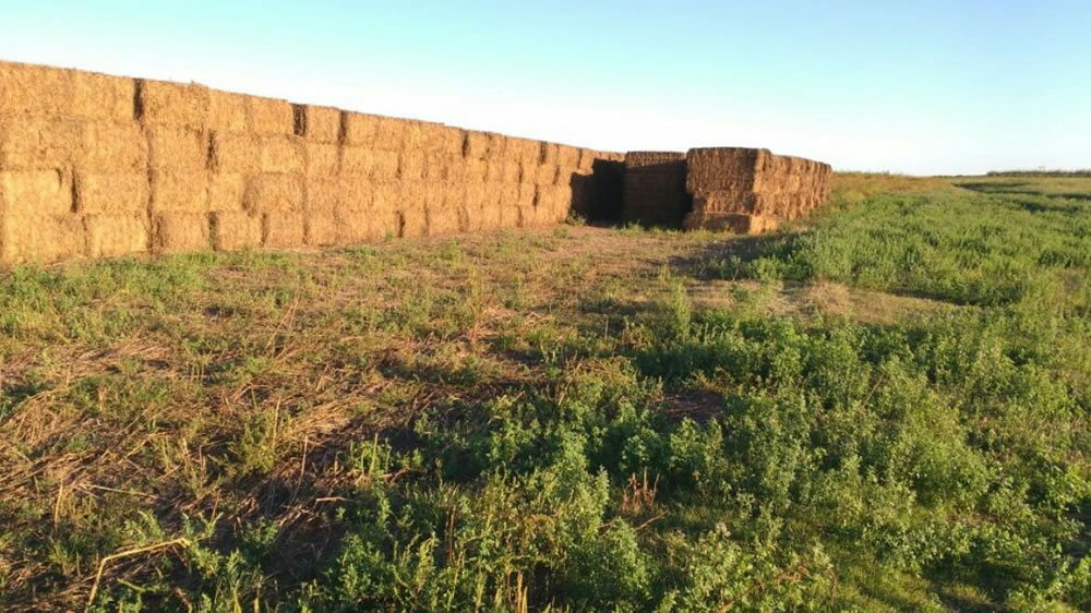 Megafardos de alfalfa para lograr más rentabilidad