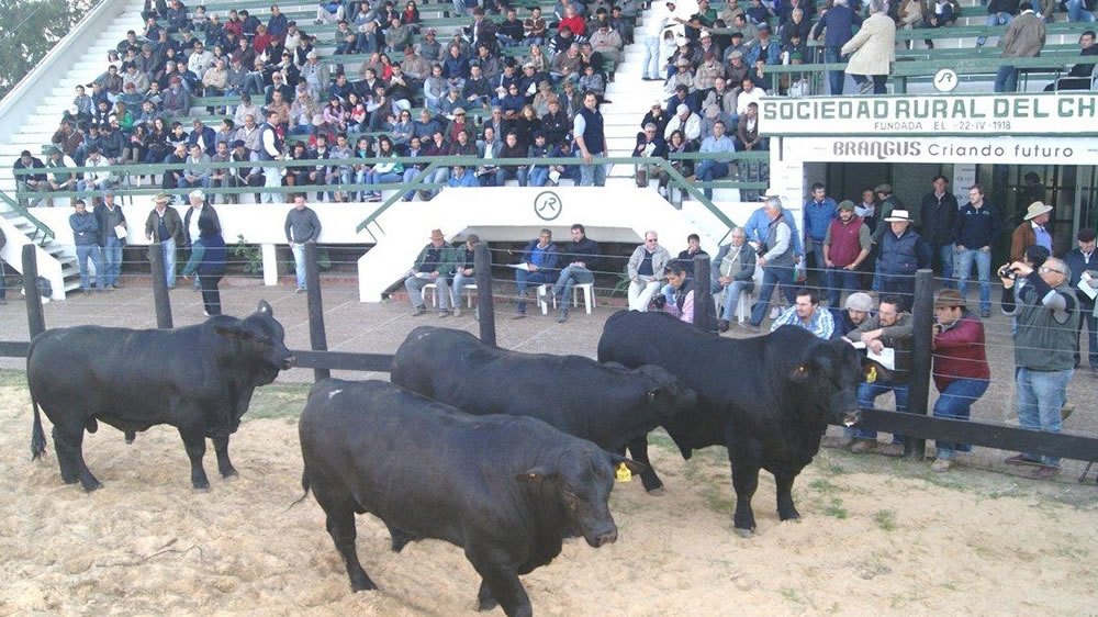 Se eligieron los Grandes Campeones de la 50° Nacional de Brangus en Chaco