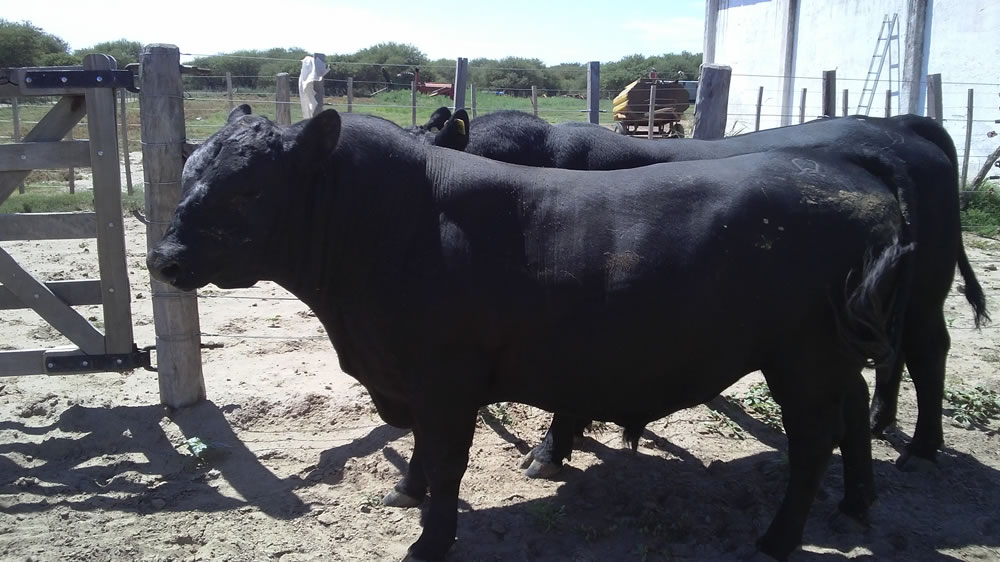 Primer productor que evaluó eficiencia neta de conversión en su campo