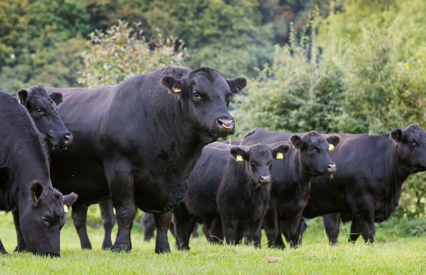 Podología bovina: la especialidad veterinaria que podría evitar pérdidas de hasta el 15% de la producción lechera