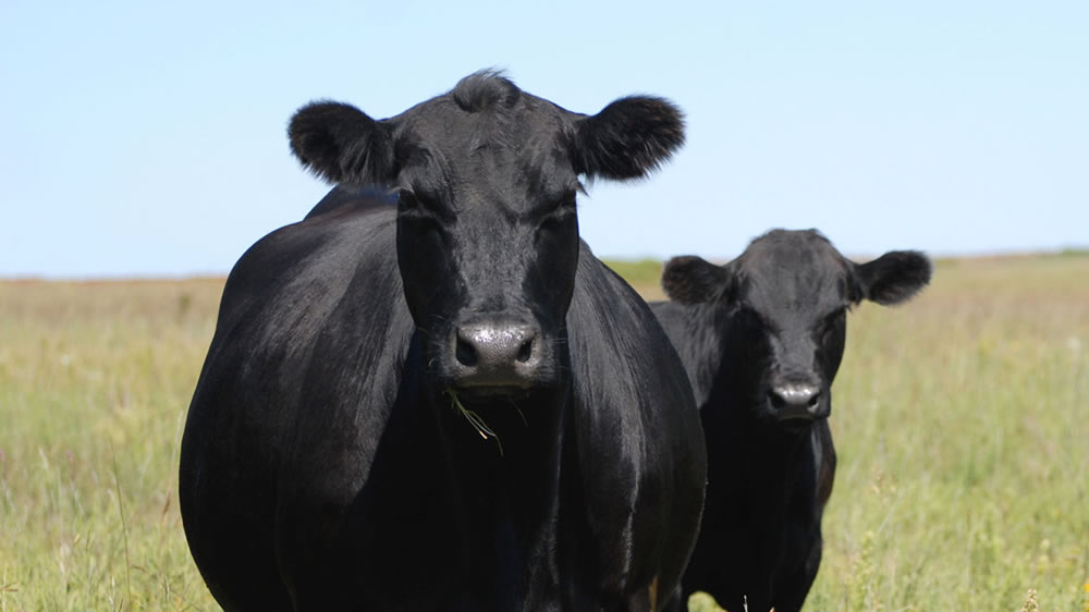 Exportación: con foco en la vaca, anticipan cambios en el cepo a la carne