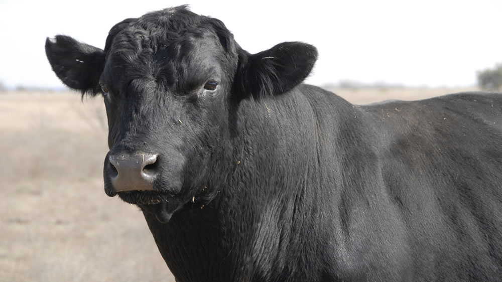 Evaluación reproductiva en toros de razas para carne en la pampa húmeda