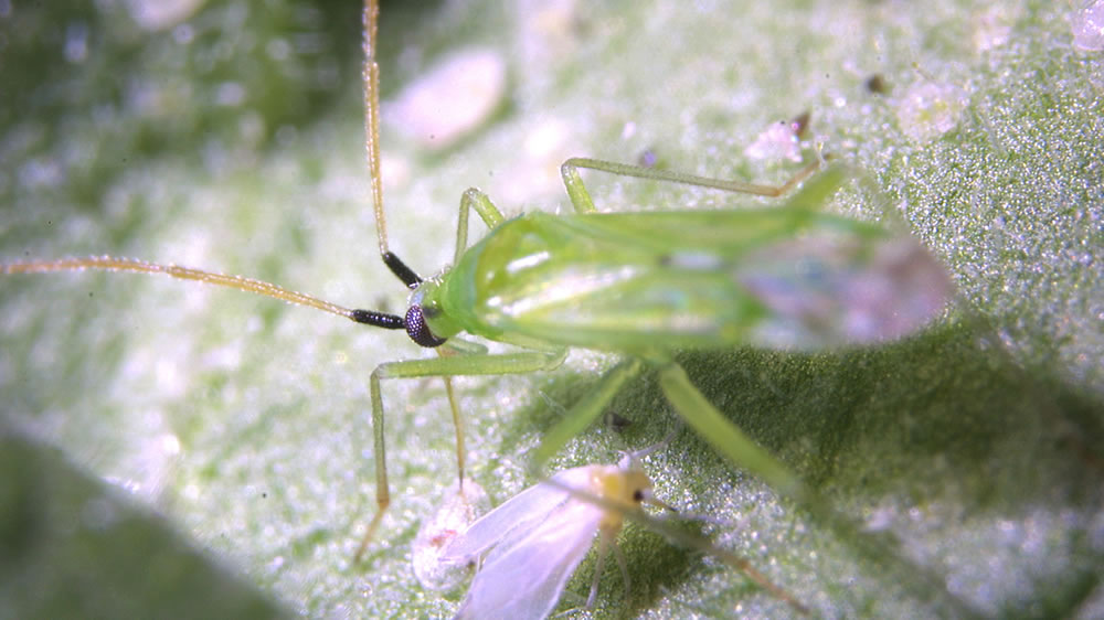 Syngenta lanza Minecto Pro, doble modo de acción, para controlar mosca blanca y trips