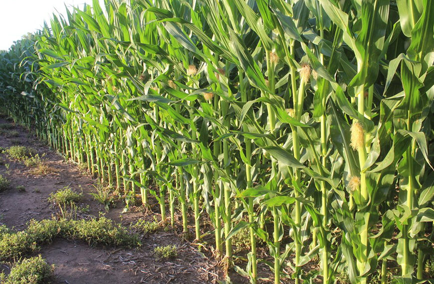 ¿Sembrar menos para producir más? Alternativas para mejorar las prácticas de manejo del maíz￼