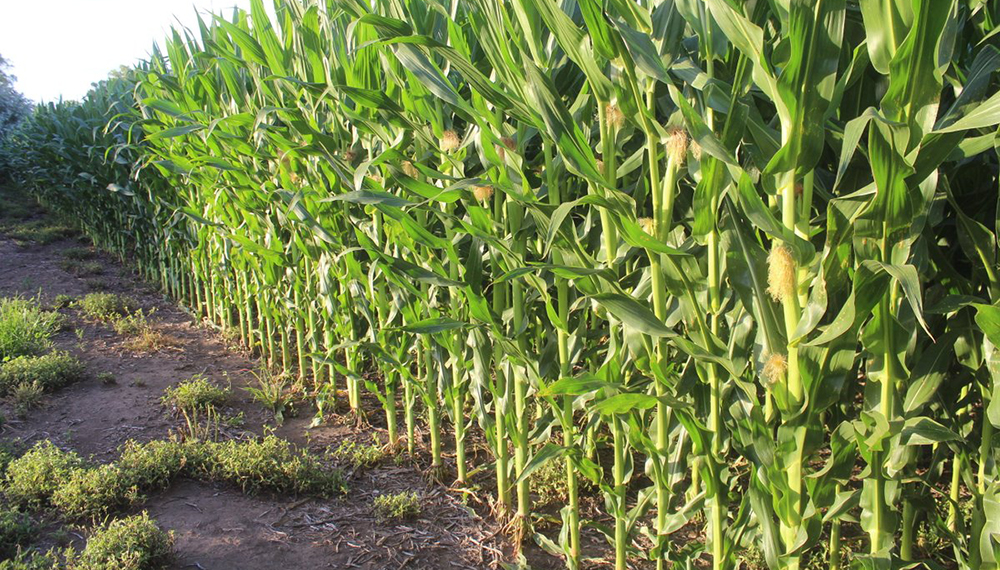 ¿Sembrar menos para producir más? Alternativas para mejorar las prácticas de manejo del maíz￼