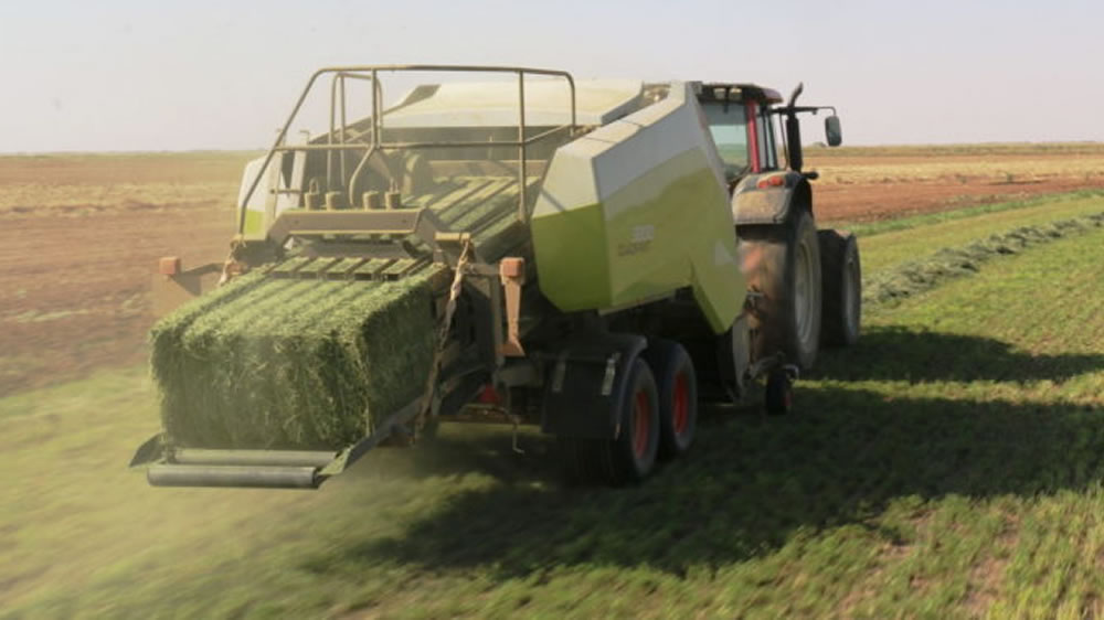 El negocio de la alfalfa activa la demanda por equipos de alta productividad