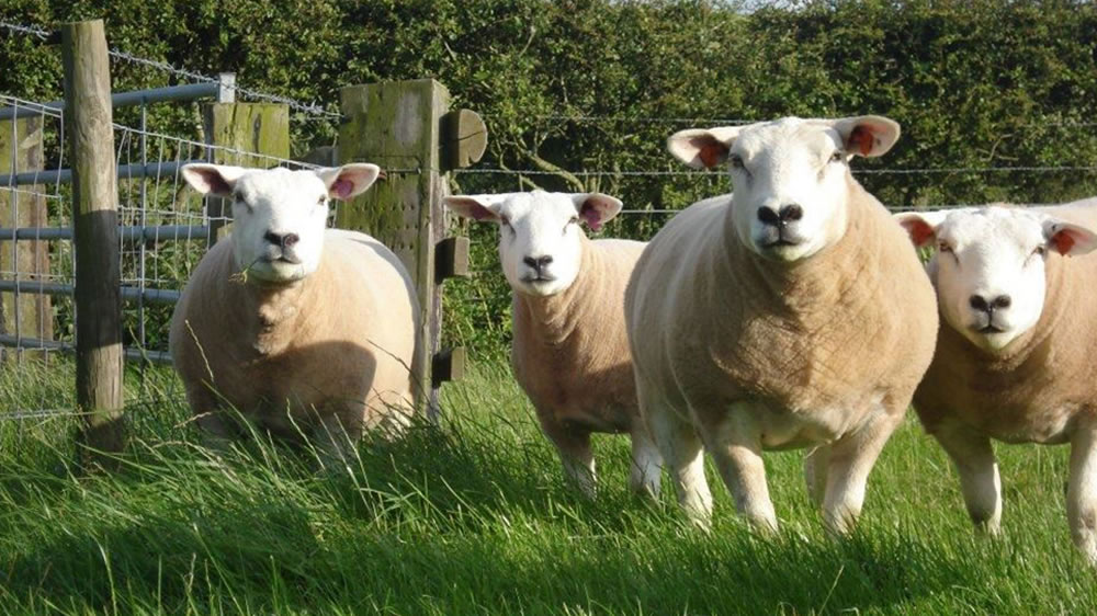 Técnicos del INTA Balcarce iniciaron un plan de mejora genética de ovinos Texel resistentes a parásitos