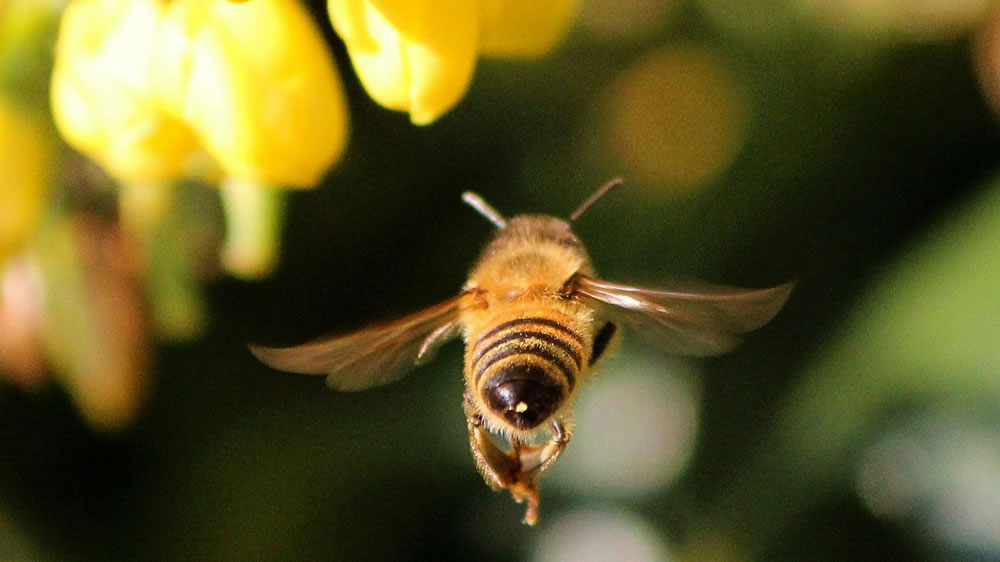 Las abejas fueron declaradas el ser vivo más importante de la Tierra