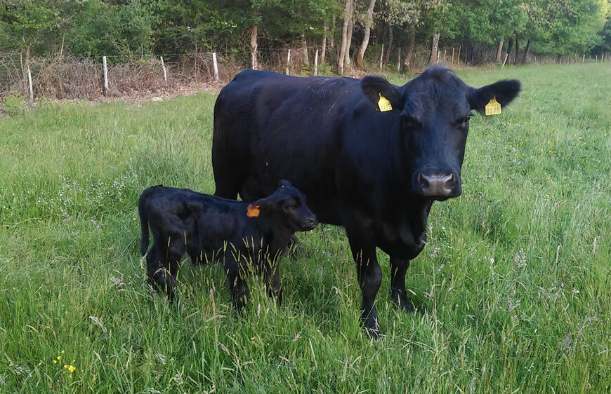 Cómo suplementar a las vacas de cría durante la seca