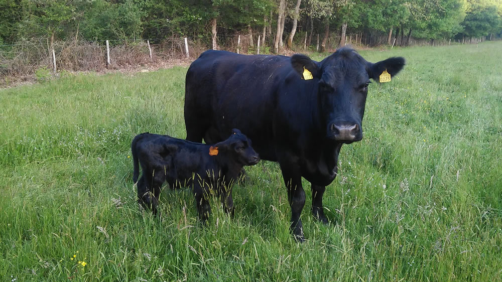 Cómo suplementar a las vacas de cría durante la seca